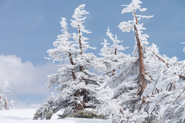Close-up fir trees or pine trees covered by snow on the background of winter season