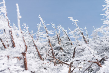 Close-up fir trees or pine trees covered by snow on the background of winter season