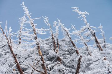 Landscape of fir trees or pine trees covered by snow on the background of winter season