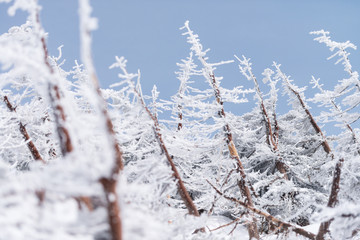 Landscape of fir trees or pine trees covered by snow on the background of winter season