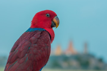 Macore Bird perched for waiting to practice fly.
