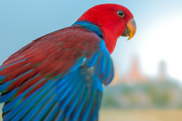 Macore Bird perched for waiting to practice fly.