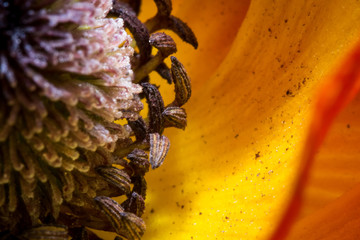 Pistil de fleur orange