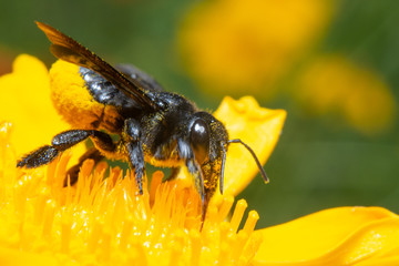 Abeille fleur jaune
