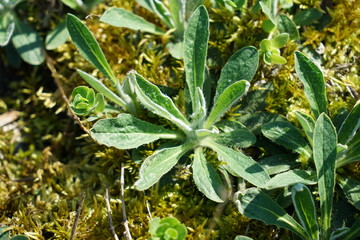 Hawkweed, Asteraceae, Hieracium Peleterianum, Peleti's Hawkweed,
