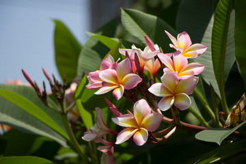 Plumeria flower or Lilawadee Flower