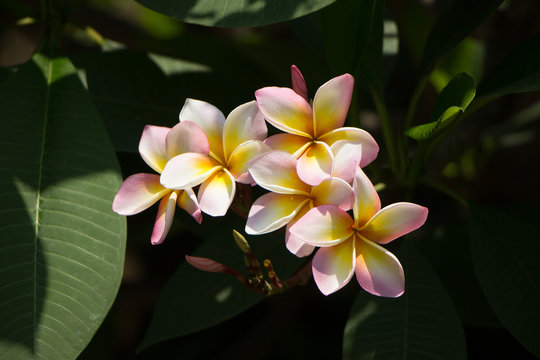 Plumeria flower or Lilawadee Flower