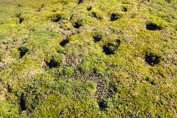 Animal tracks and droppings left on the dried-up field in swamp area - nature wildlife background