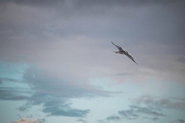 Greater Crested Tern bird in mid flight by the waterside on Paarden Eiland beach at sunrise.
