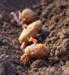 spring planting of potato tubers in earth