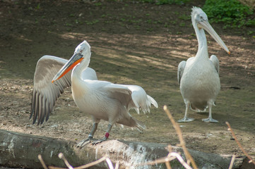 portrait of pelicans at the zoo