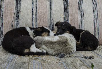 Fototapeta premium yavru köpekler