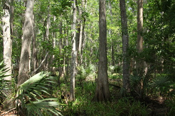 Naklejka premium Florida wild forest 