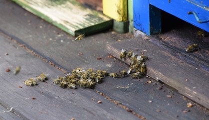 Bienen bewachen das Einflugloch