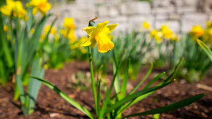Obraz premium Daffodils in spring