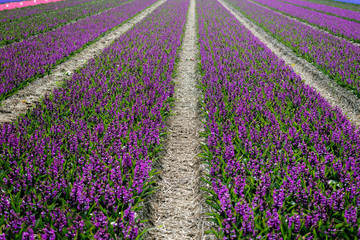 Fototapeta premium Dutch flower fields