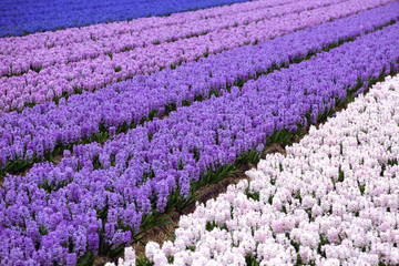 Dutch flower fields