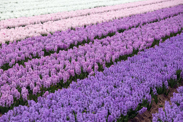 Fototapeta premium Dutch flower fields