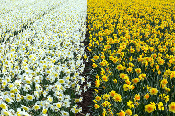 Dutch flower fields