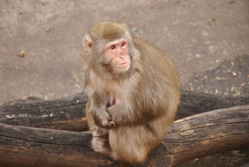 Monkey in the Moscow zoo sits and looks around