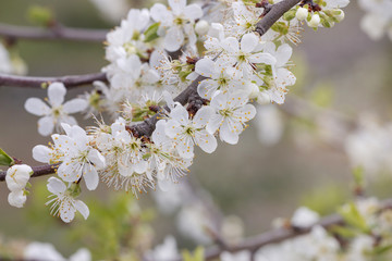 Obraz premium Yellow plum tree in bloom