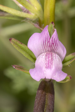 weasel's snout (Misopates orontium) flower