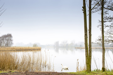 Swan swimming in early morning mist over lake in Cheshire England UK