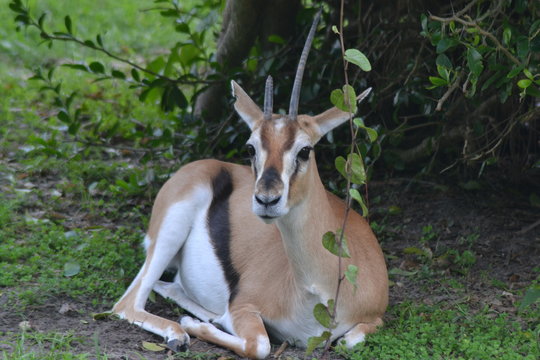 Gazelle Resting
