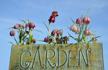 Schild Garden mit Frühlingsblumen