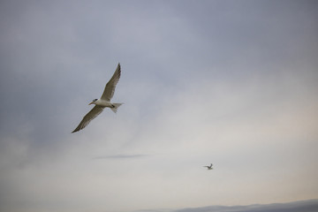Greater Crested Tern bird in mid flight by the waterside on Paarden Eiland beach at sunrise.