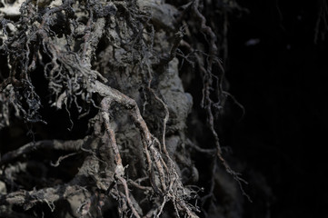 Roots of tree and plant aftter uprooting and windthrow. Abstract natural detail