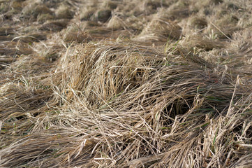 Yellow straw. Old grass in the nature.