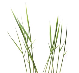 Fototapeta premium green reed, cane grass Isolated on white background
