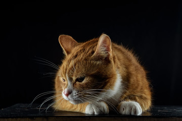 pensive red cat lying on a wooden board on a black background