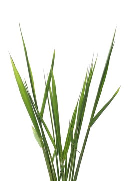 green reed, cane grass Isolated on white background
