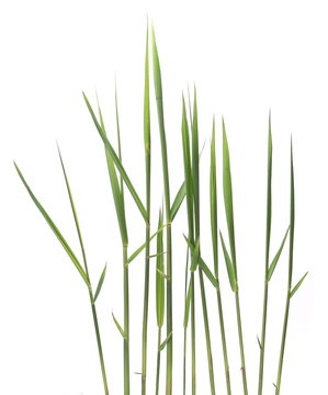 green reed, cane grass Isolated on white background