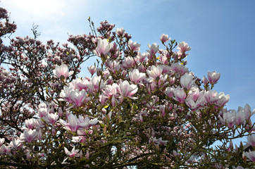 Magnolienblüten im Sonnenschein