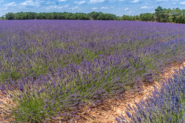Fototapeta na wymiar Lavendelfeld bei Valensole in der Provence