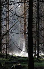 Wald im Nebel