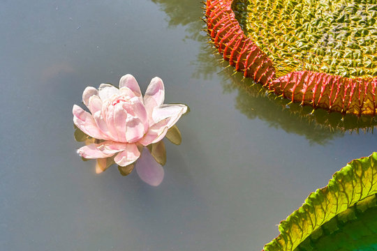 Fototapeta Victoria Amazonica Giant Water Lilies closeup