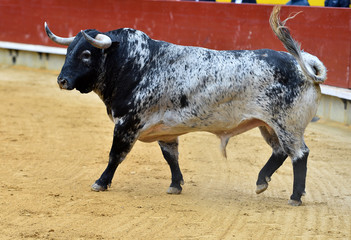 toro español en plaza de toros