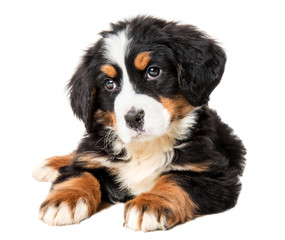 bernese mountain dog puppy isolated on white background 