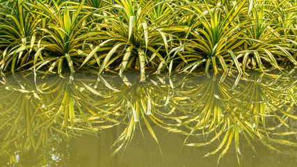 Beautiful plant water reflection background