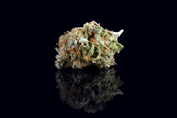 Medical marijuana bud isolated on black background. Therapeutic and medicinal cannabis weed close up