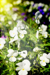 Beautiful garden lit by sunshine. Flowers and vegetation in focus with large blurred area.