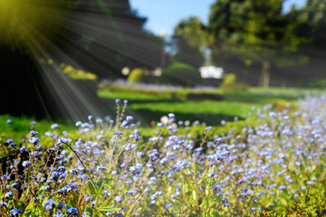 Beautiful garden lit by sunshine. Flowers and vegetation in focus with large blurred area.