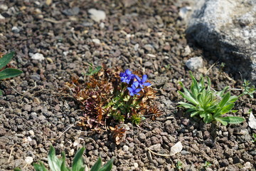 Spring Gentian, gentian, Genatianaceae is a Flowering plants spotted and photographed in spring in Germany

