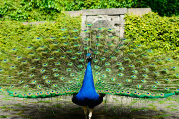 Beautiful peacock displaying itself on a beautiful sunny day. The peacock has the scientific name of Pavo cristatus. It is a native bird of the Indian subcontinent, being the national bird of India.
