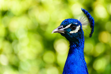 Beautiful peacock displaying itself on a beautiful sunny day. The peacock has the scientific name of Pavo cristatus. It is a native bird of the Indian subcontinent, being the national bird of India.