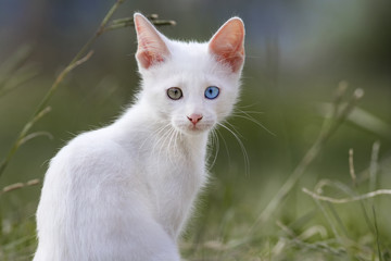 gato blanco con ojos de color azul y amarillo